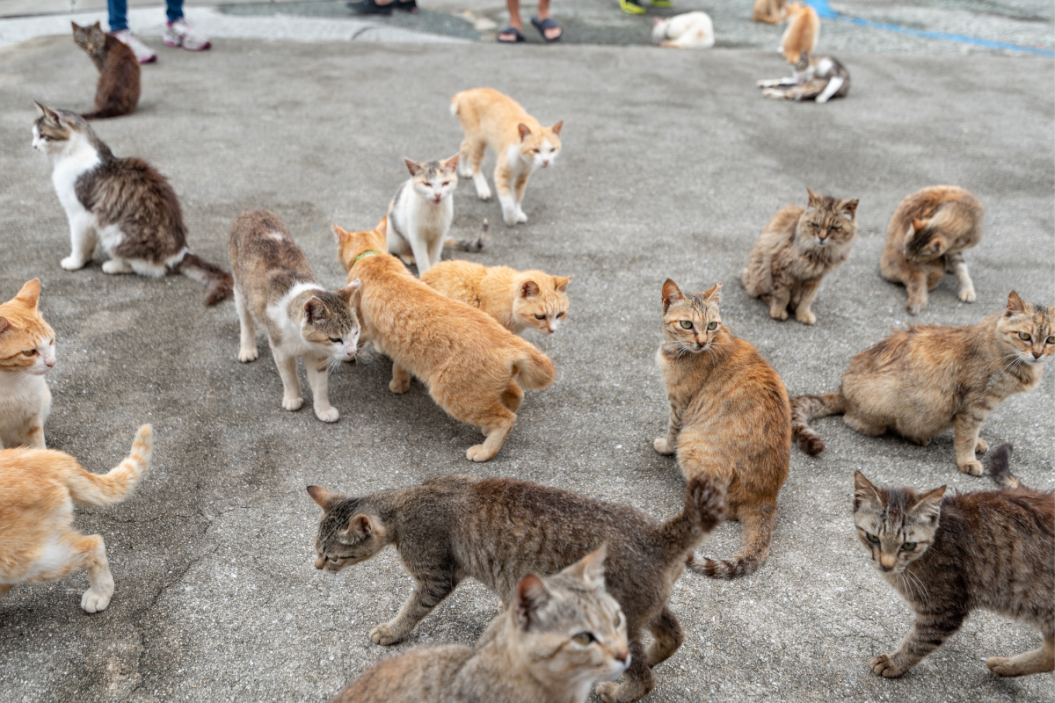 Cats crowd together on one of Japan's cat islands.
