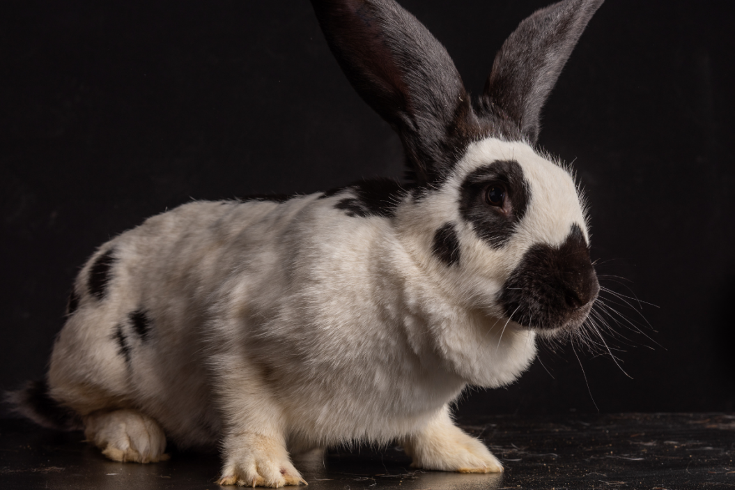 Black and white continental giant rabbit.