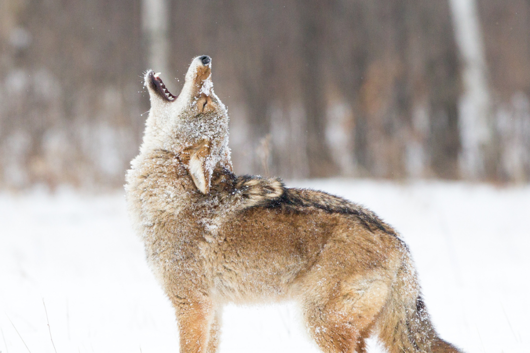 Coyote howls into the sky.