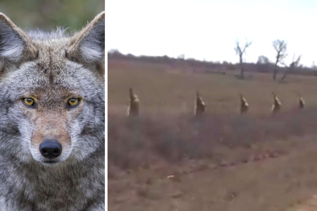 Dead coyotes hang from fenceposts surrounding a ranch.