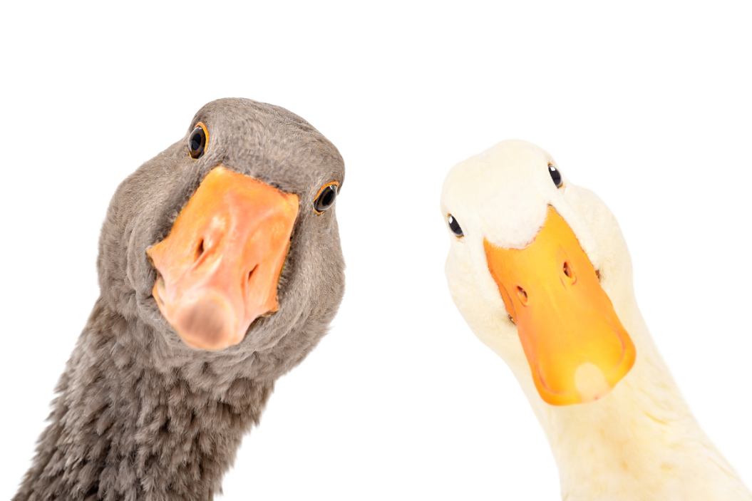 Duck and goose on a white background
