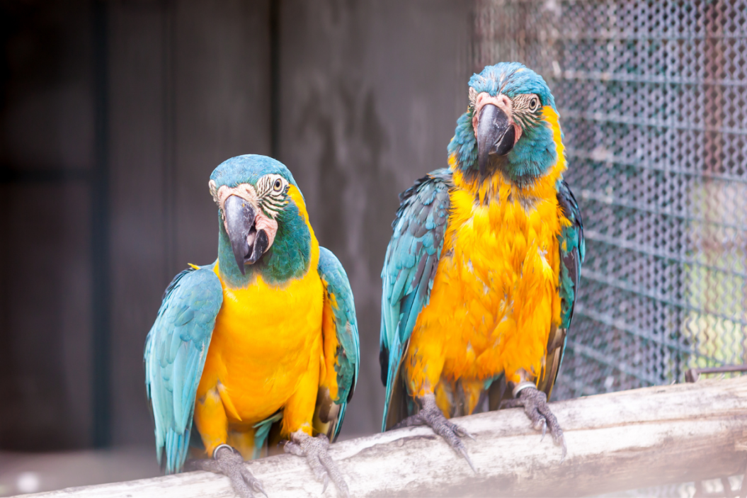 Par of blue macaws sit perched in their cage.