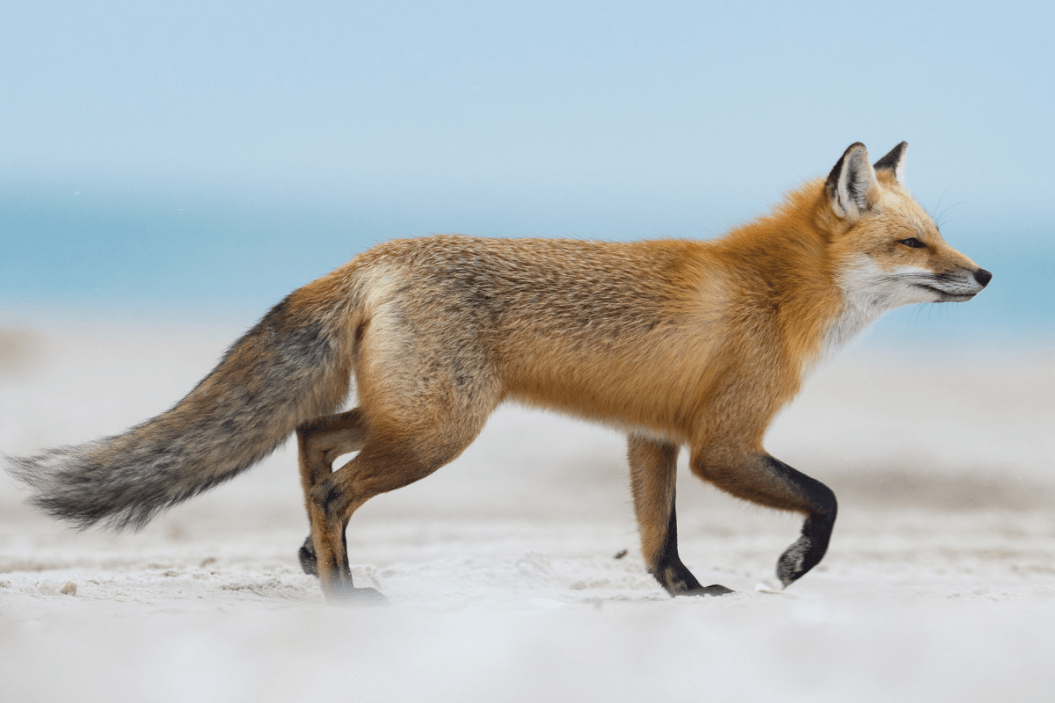 Red fox walking in the wilderness