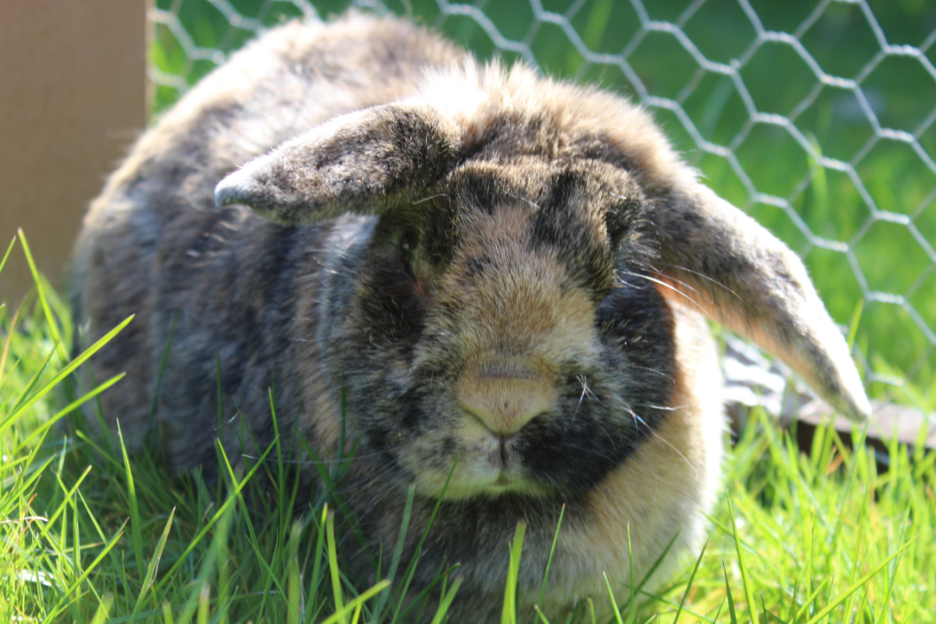 Harlequin rabbit sitting in the grass