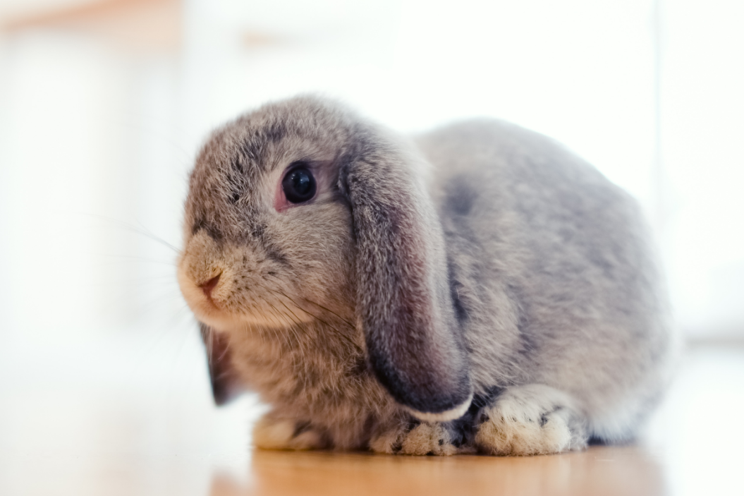 Holland Lop rabbit sits on a table