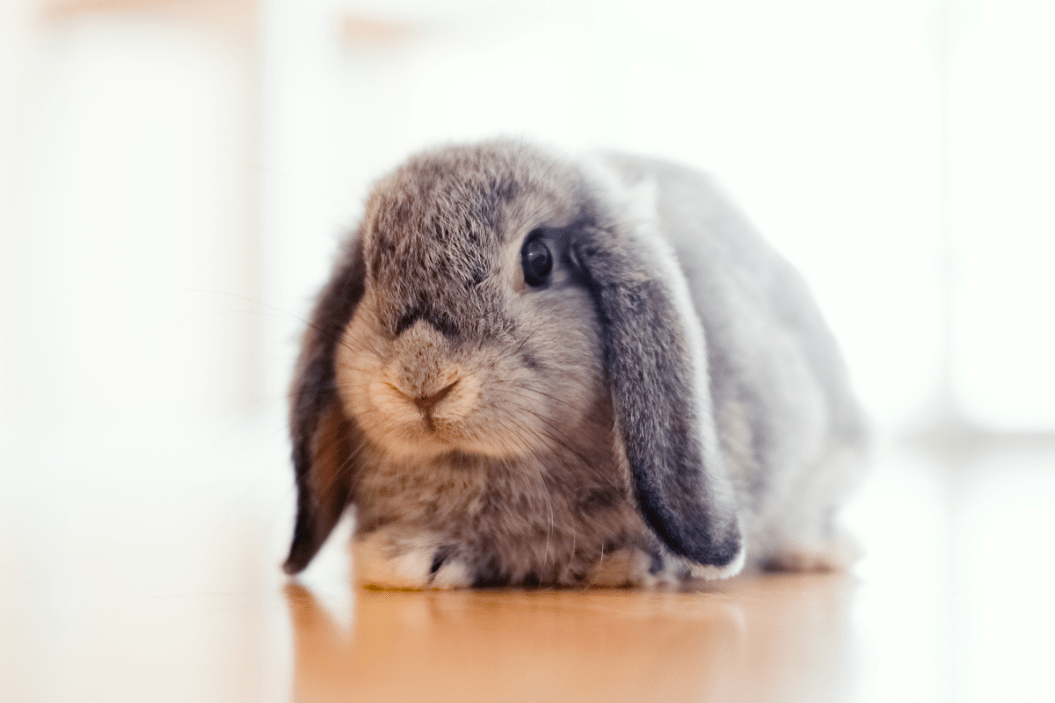 Rabbit puns