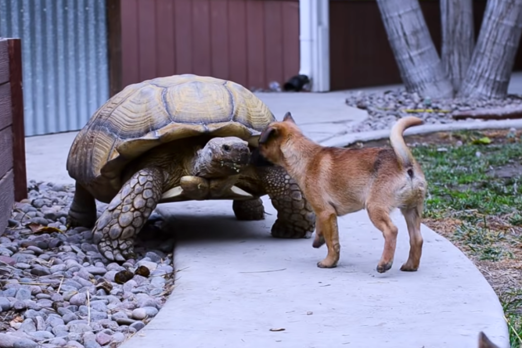 Orphaned puppies befriend giant tortoise named Goliath