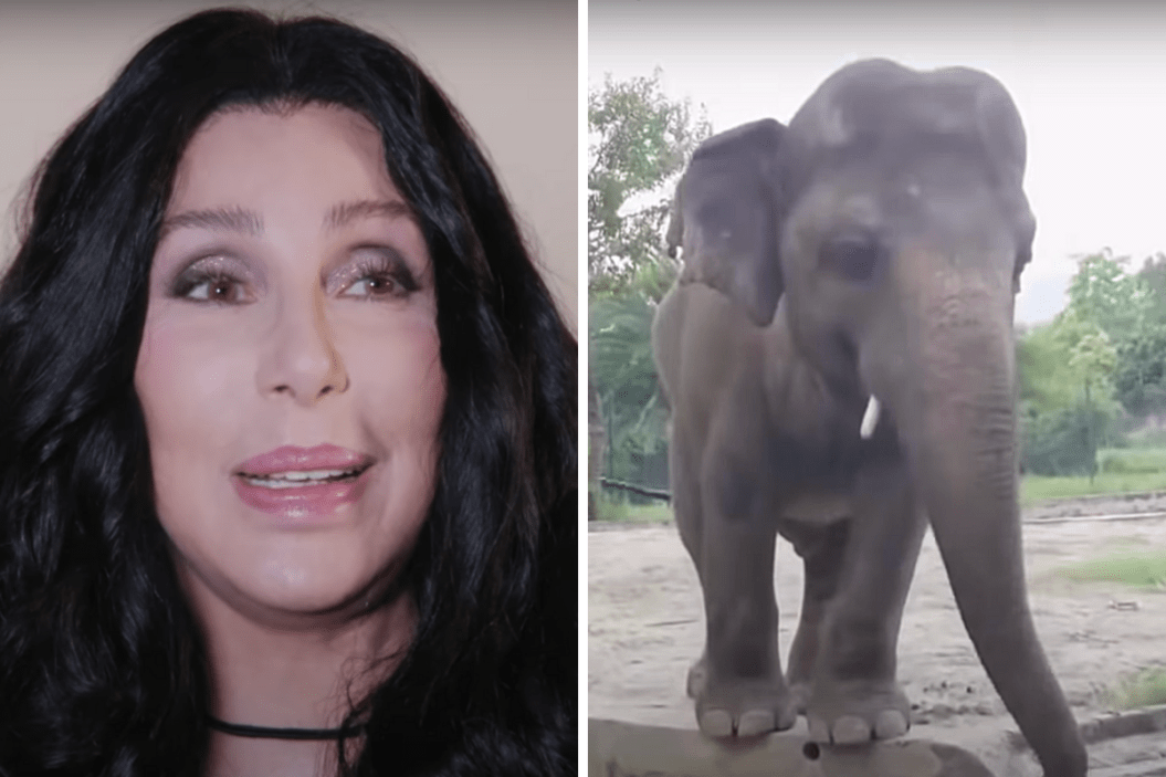 Cher helps save World's Loneliest Elephant, Kaavan