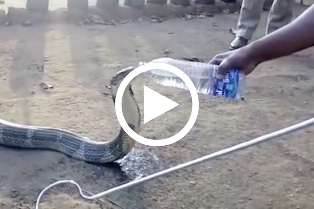 king cobra video