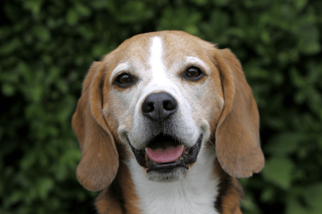 American foxhound smiles for the camera.