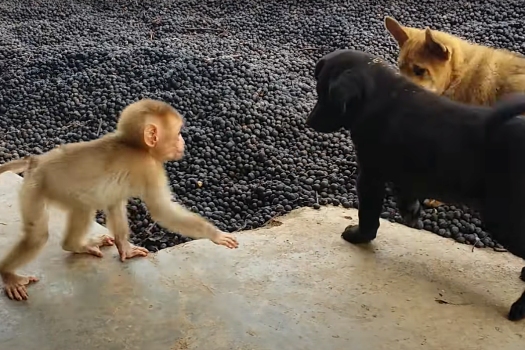 Baby Monkey Plays with Puppies (1)
