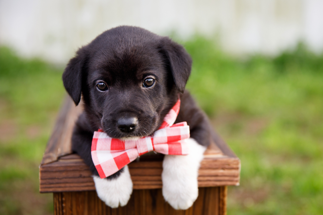 Black puppy sits with his red bowtie on.