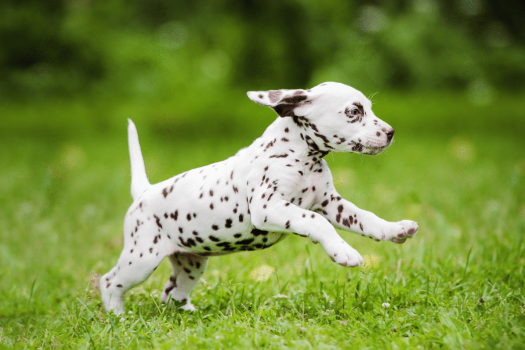 dalmatian puppy cost