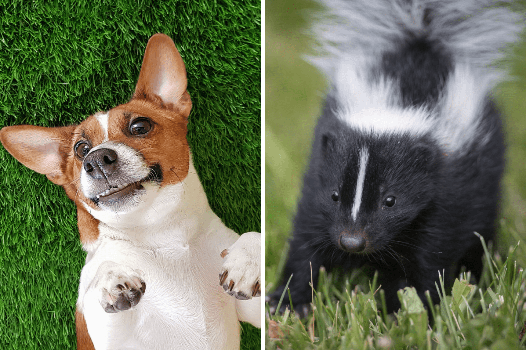 Dog and skunk in the grass.