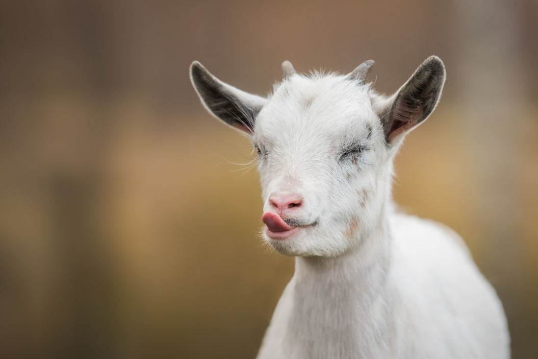 Pet goats sticks its tongue out.