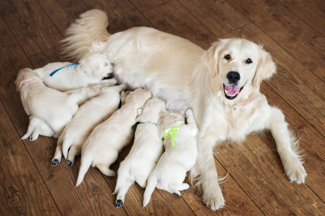 Dog mom feeds her puppies.
