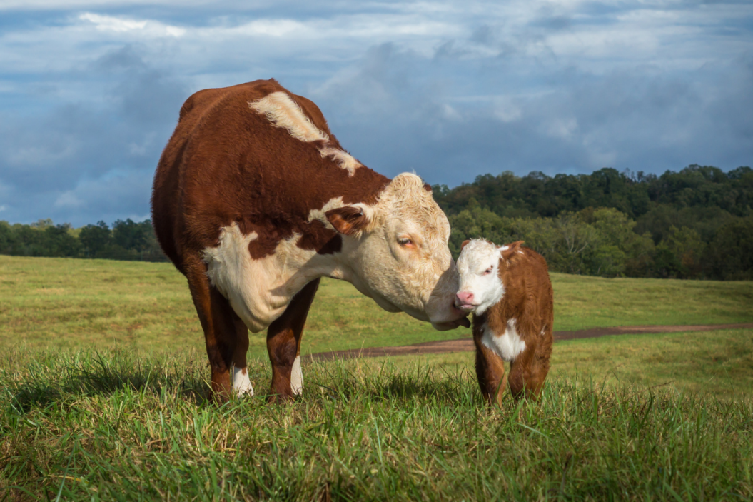 Heifer and her calf graze in an open field.