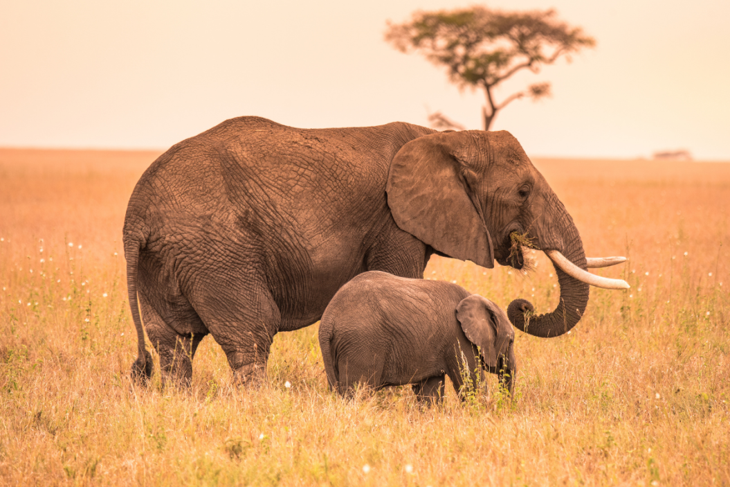 Elephant and calf walk through the grasslands.