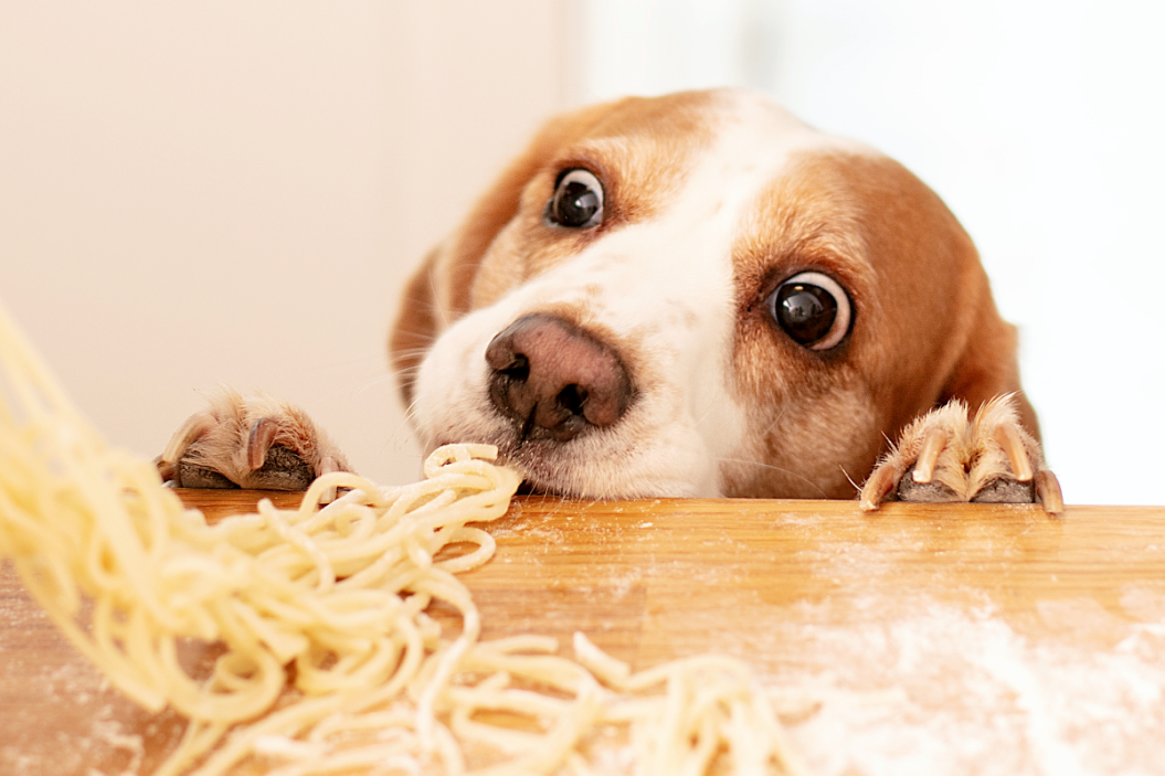 Italian dog reaches for a bite of pasta.