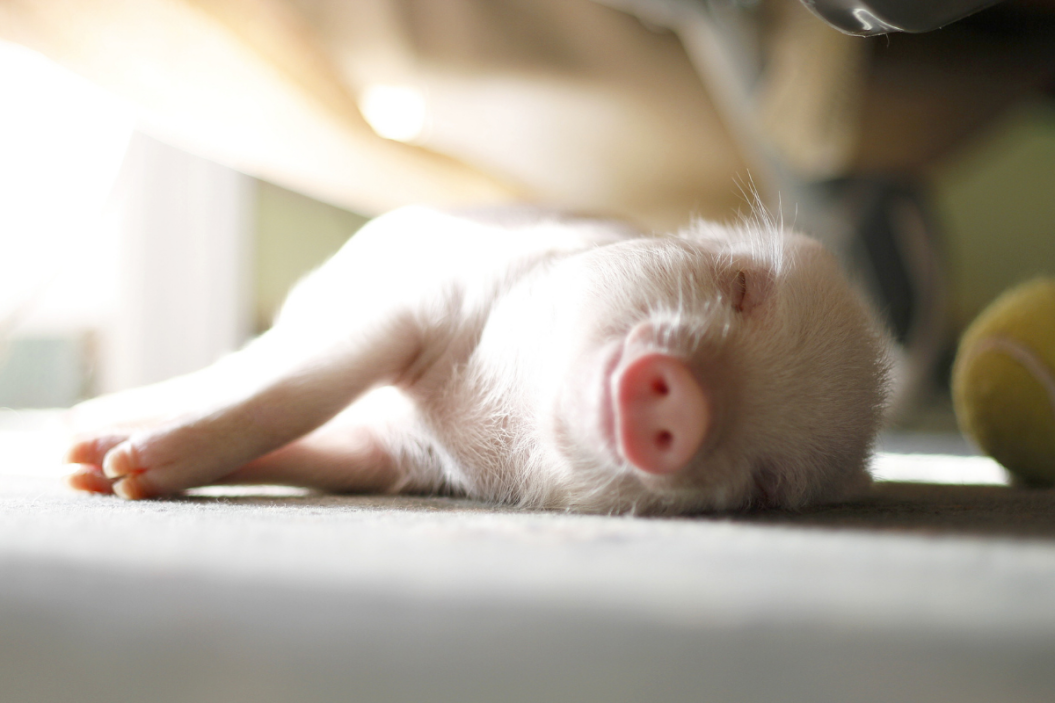 Pet pig lays down for a nap.