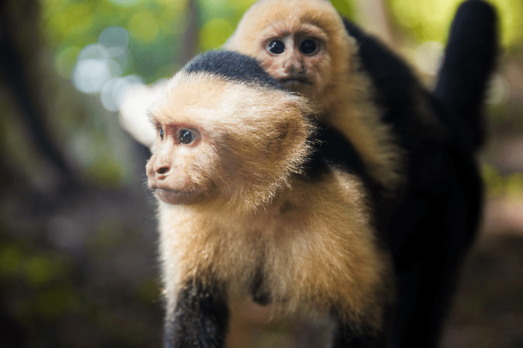 Capuchin monkey carries its child.
