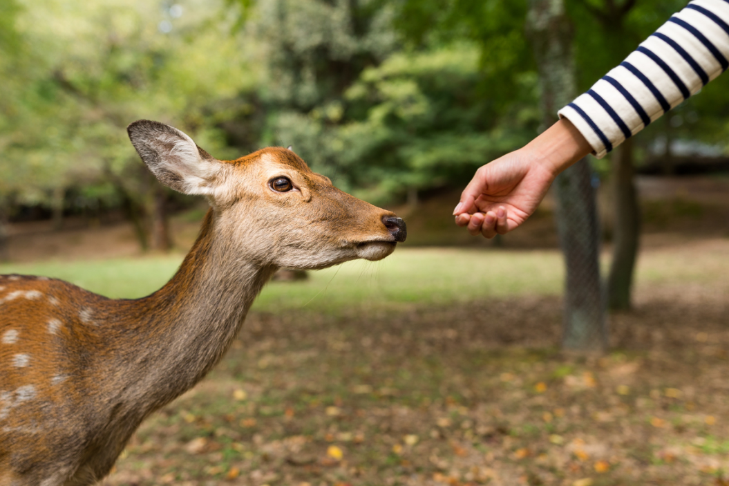 Pet deer reaches for some food.