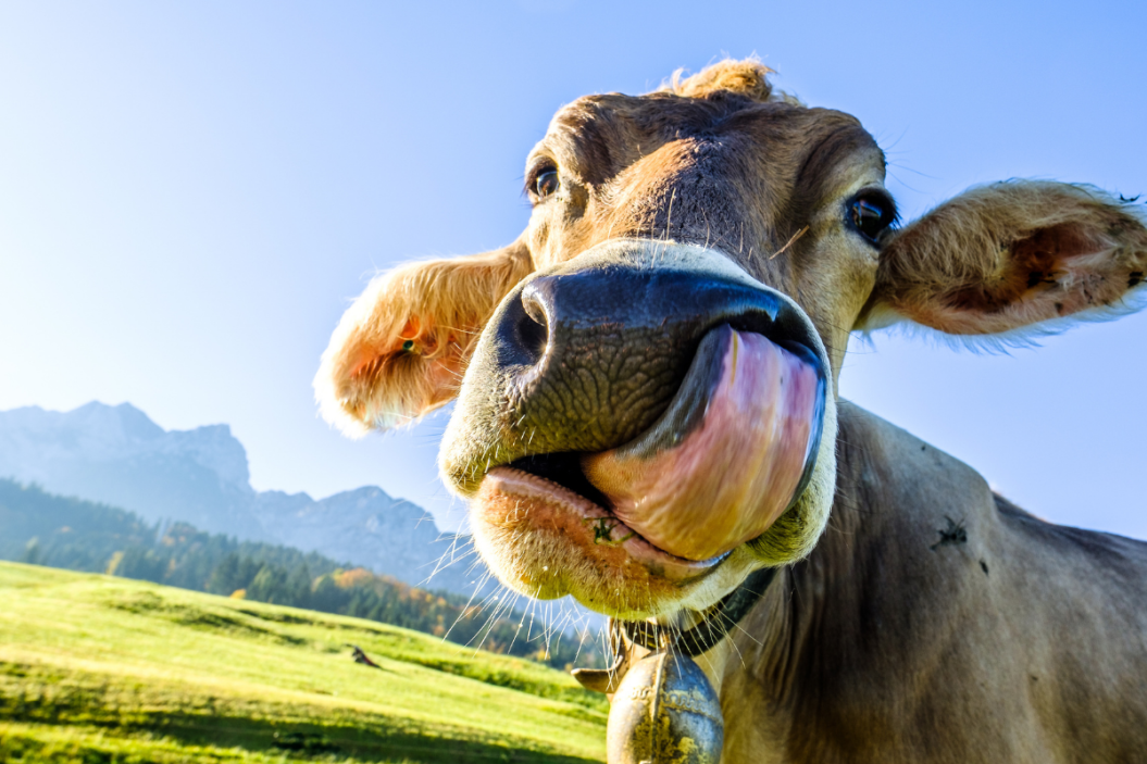 Funny cow sticks tongue out.