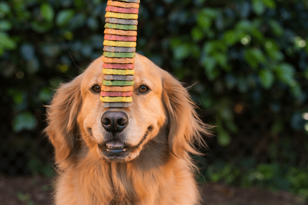 Good dog balances treats on its nose.
