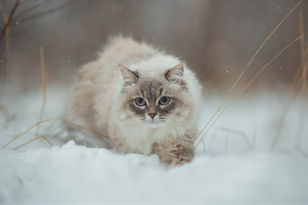 Portrait of a neva masquerade cat.