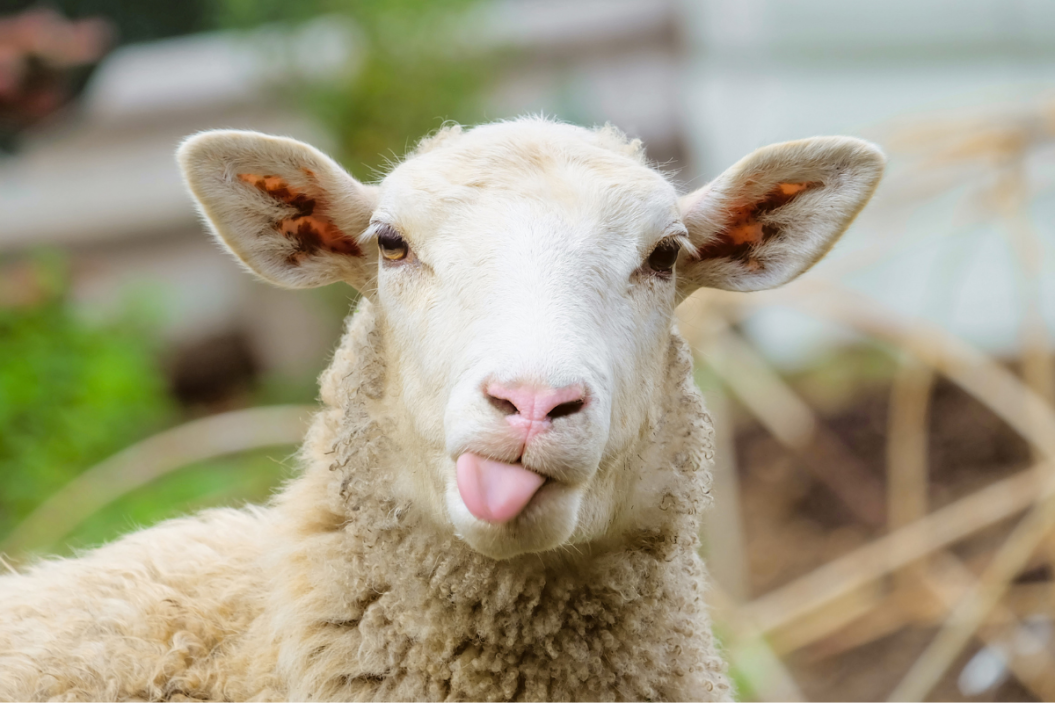 Sheep sticks its tongue out for the camera.