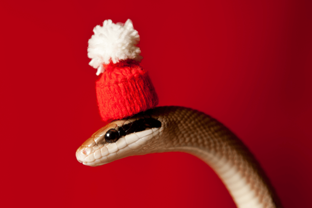 Snake with a hat on.