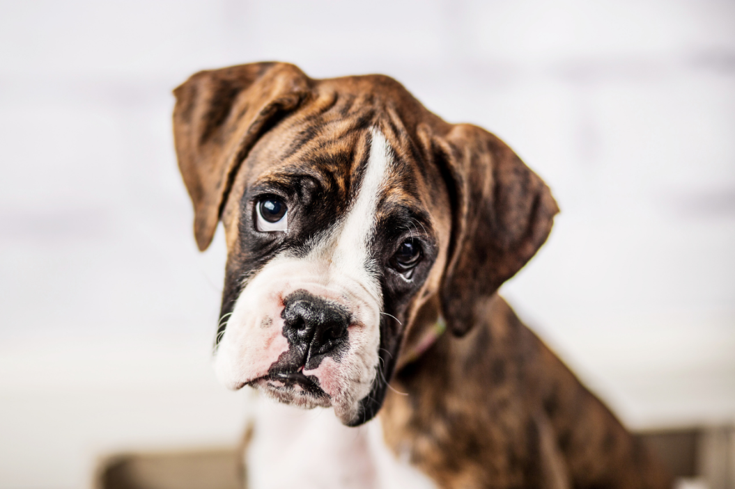 Boxer puppy poses for a picture.