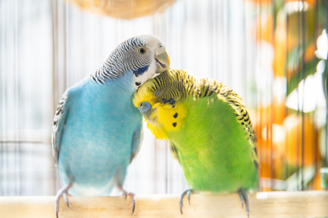 Parakeets as Pets
