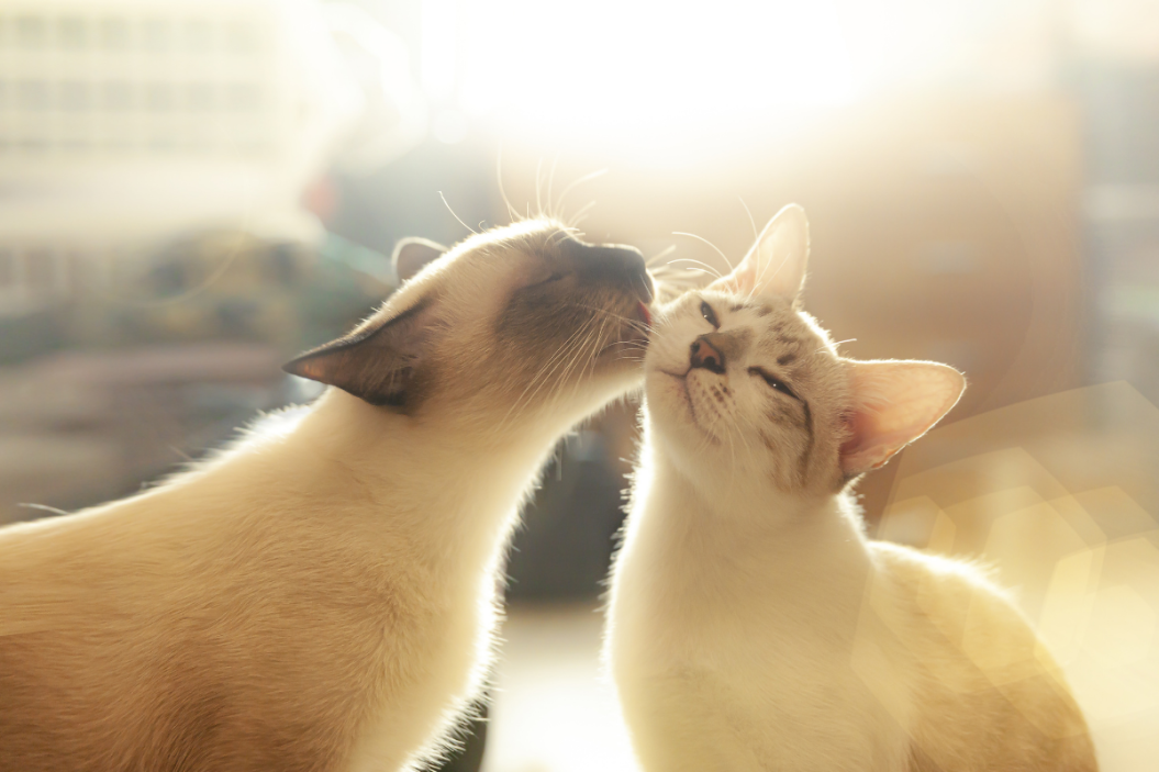 Cats groom each other.