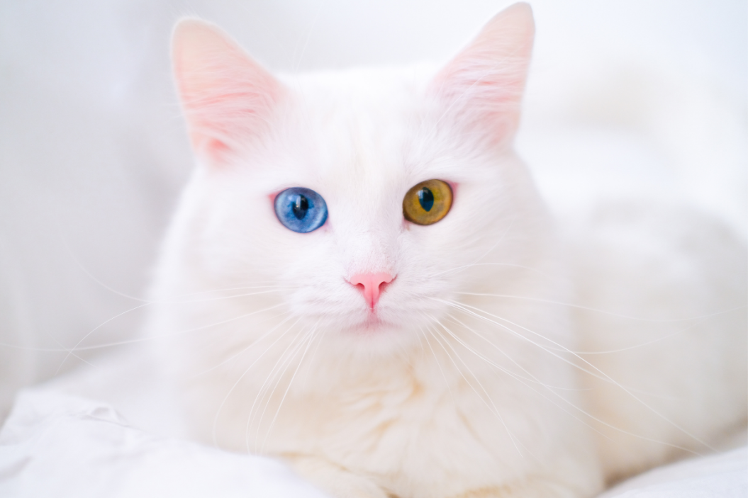 White albino cat with two different color eyes.