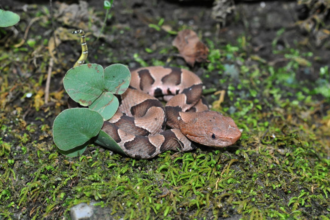 Baby copperhead curls up tight.