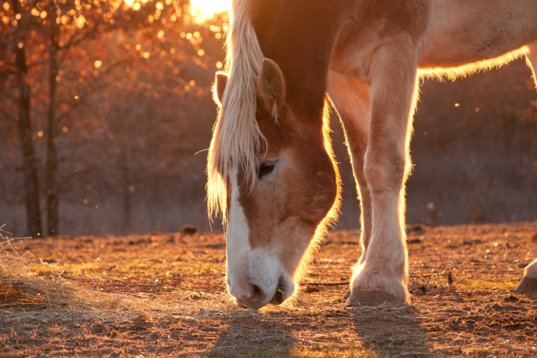 Belgian Draft Horse nibbles hay during sunset.