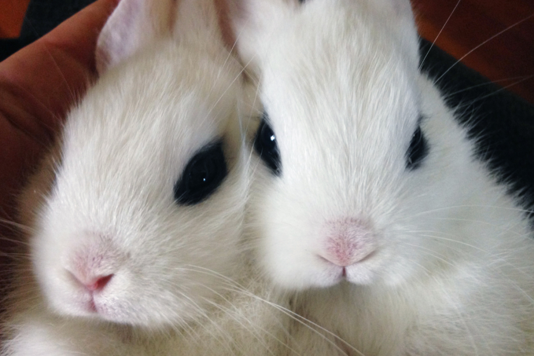 Pair of Blanc de Hotot rabbits sit together.