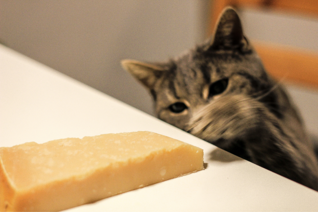 Cat reaches for a block of cheese.