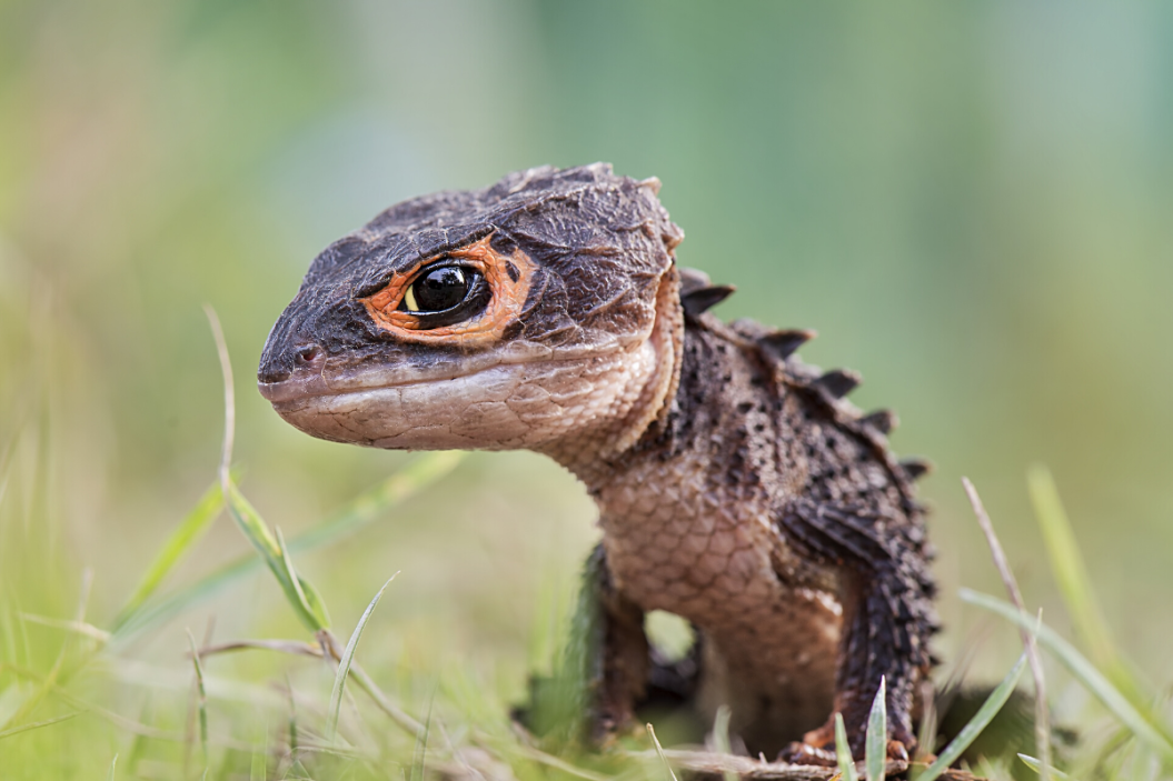 Red-eyed crocodile skink reptile prowls in the grass.