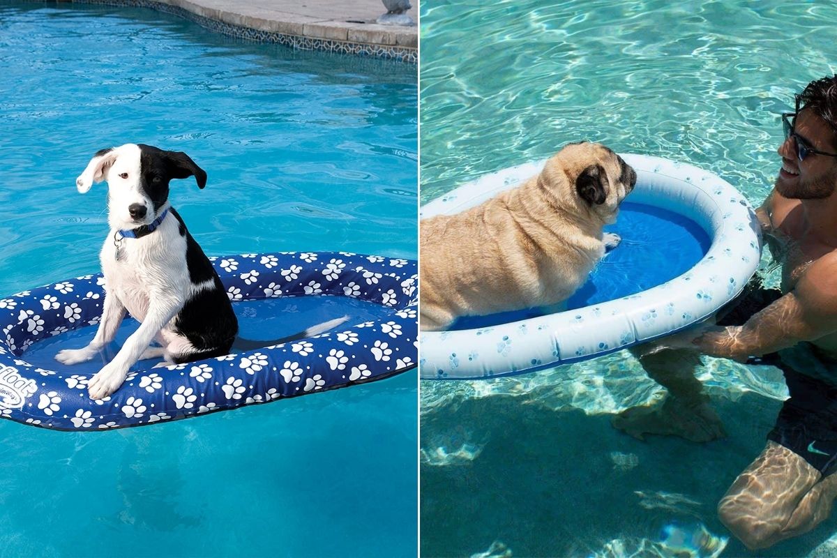 Best Dog Pool Floats of Summer 2022 for All Breeds