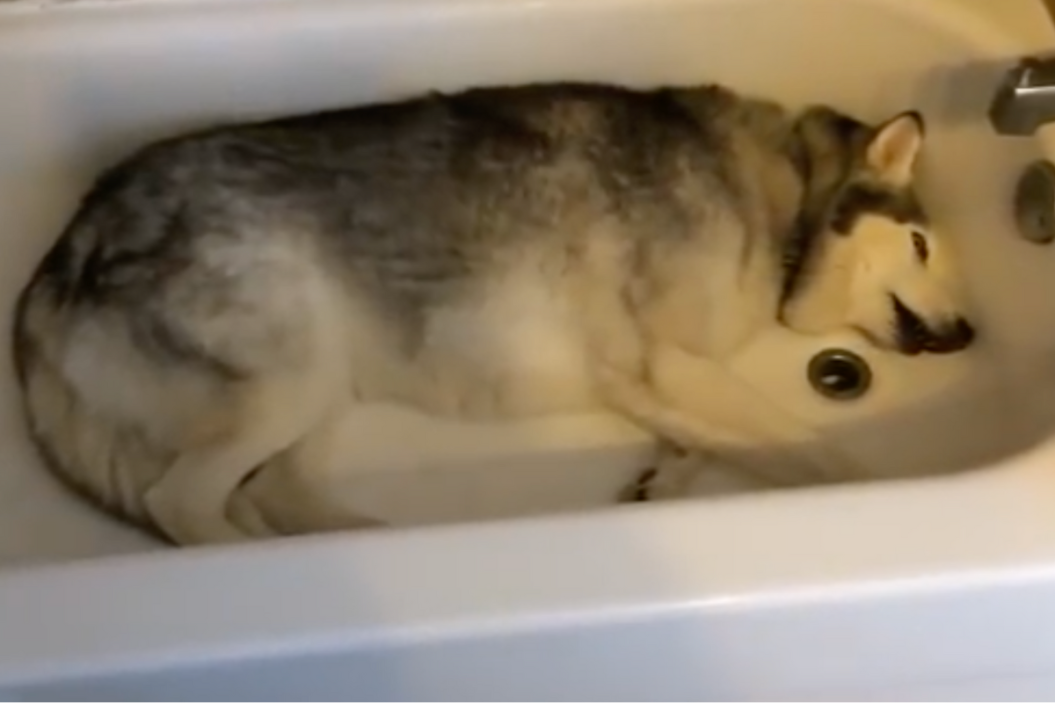 husky lays in bathtub throwing a tantrum