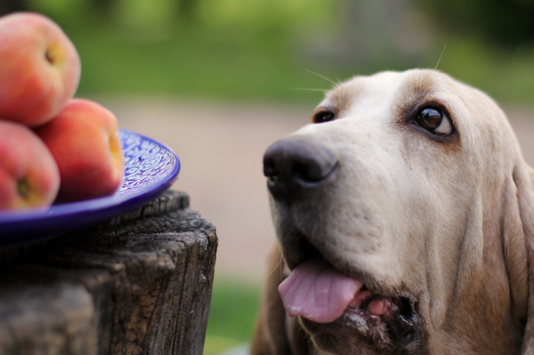 Dog stares at bowl of peaches.