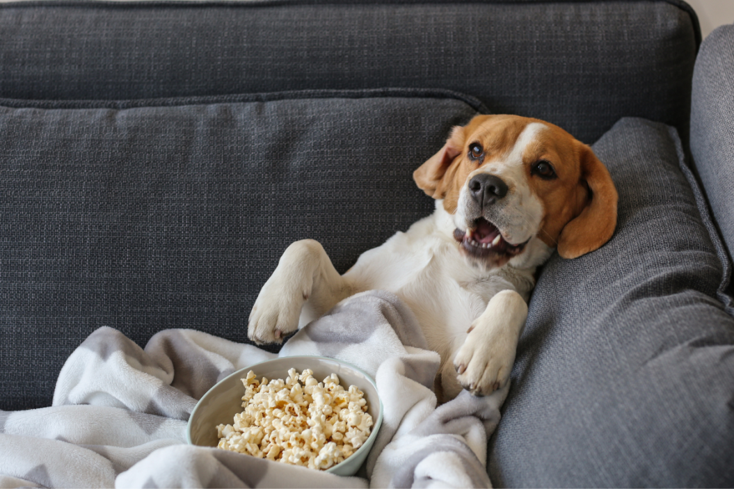 Dog sits on couch with bowl of popcorn.