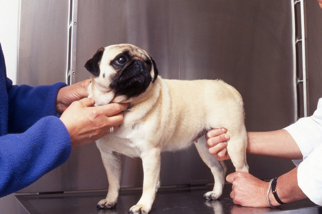 Pug gets hips checked by the vet.