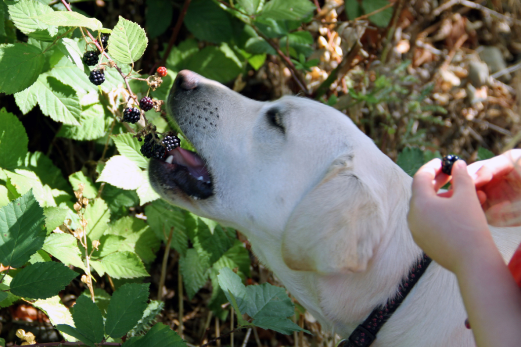 can dogs eat blackberries lab eating
