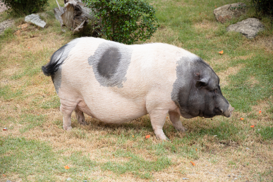 Hampshire Pig