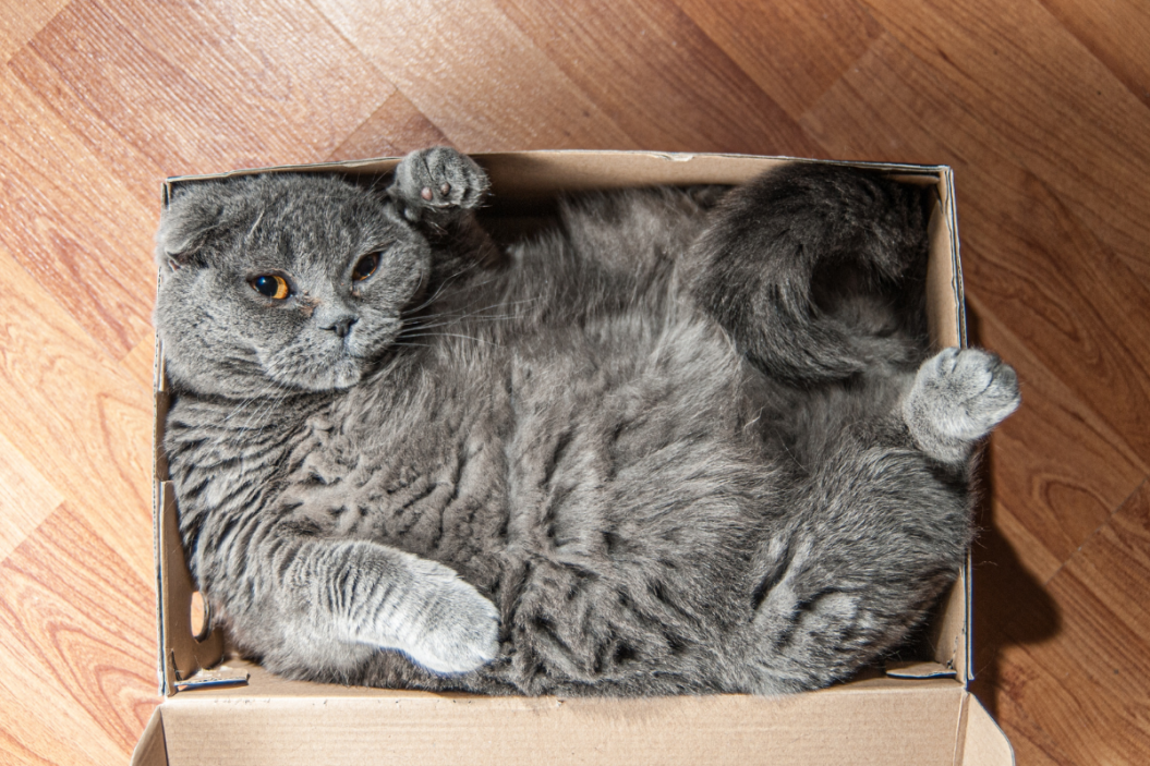 Grey cat tucks away in its cardboard box.