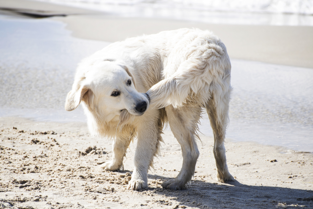 Golden retriever chases its tail on the beach.