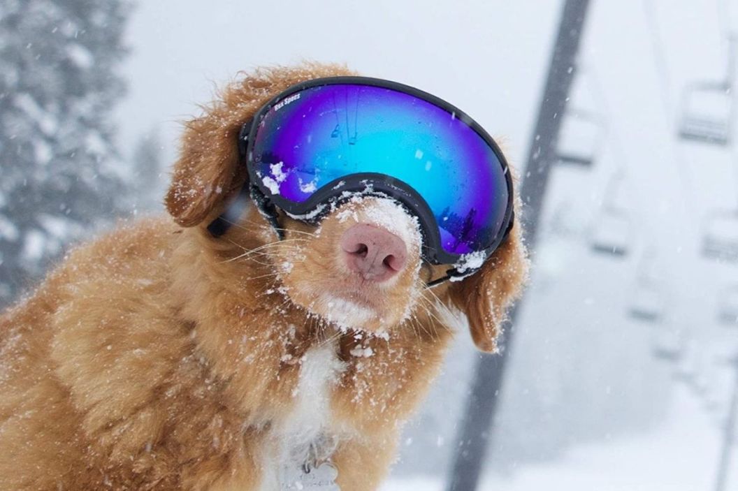 dog goggles FI
